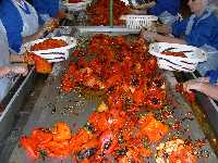 industria conservera